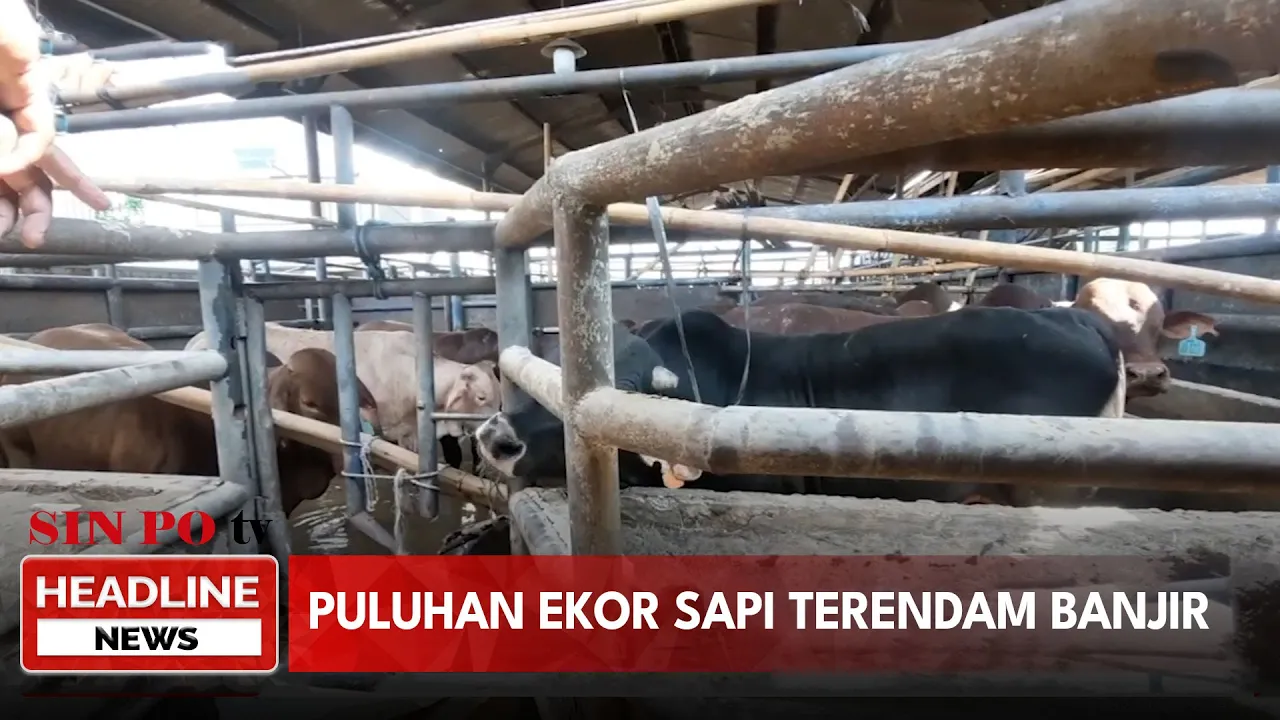 Viral, Puluhan Ekor Sapi Terendam Banjir