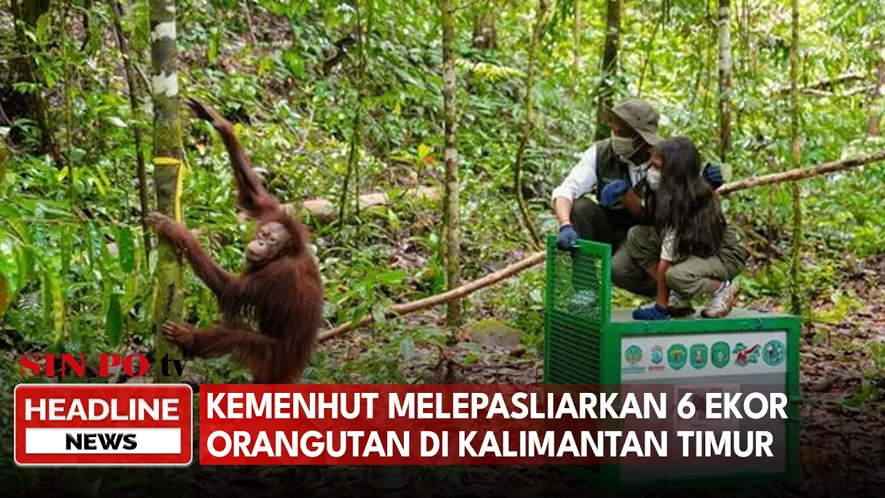 Kemenhut Melepasliarkan 6 Ekor Orangutan di Kalimantan Timur