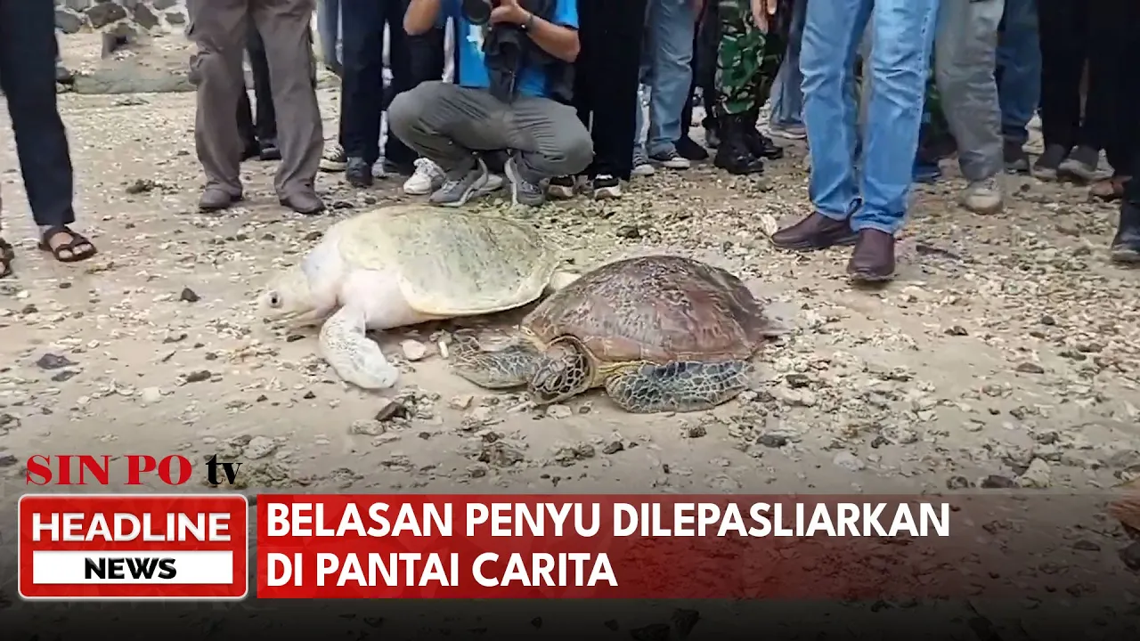 Belasan Penyu Dilepasliarkan di Pantai Carita