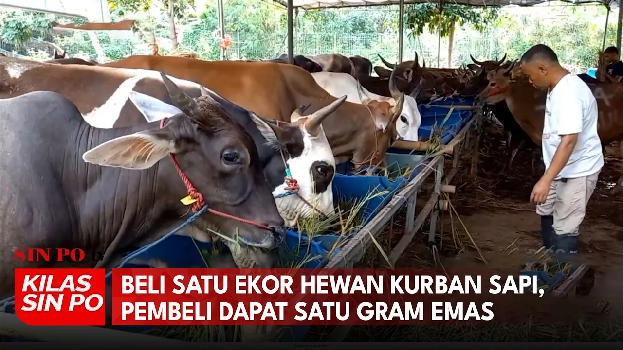 Beli Satu Ekor Hewan Kurban Sapi, Pembeli Dapat Satu Gram Emas