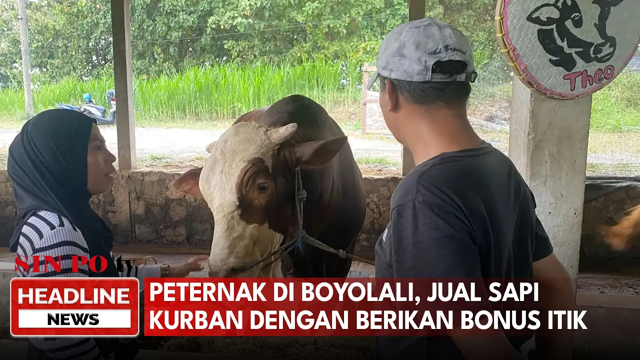 Cara Unik Peternak di Boyolali, Jual Sapi Kurban dengan Berikan Bonus Itik
