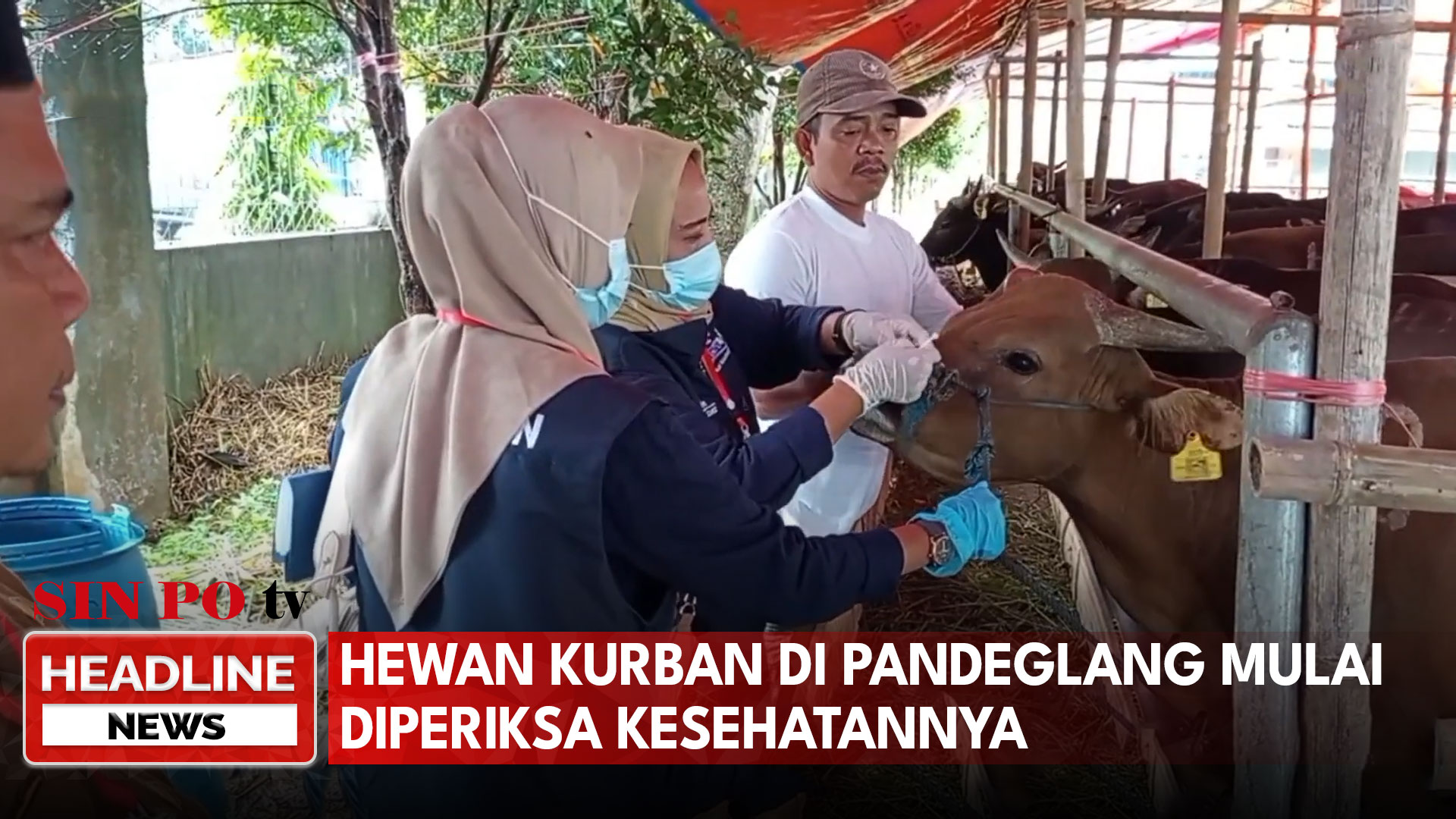 Hewan Kurban Di Pandeglang Mulai Diperiksa Kesehatannya