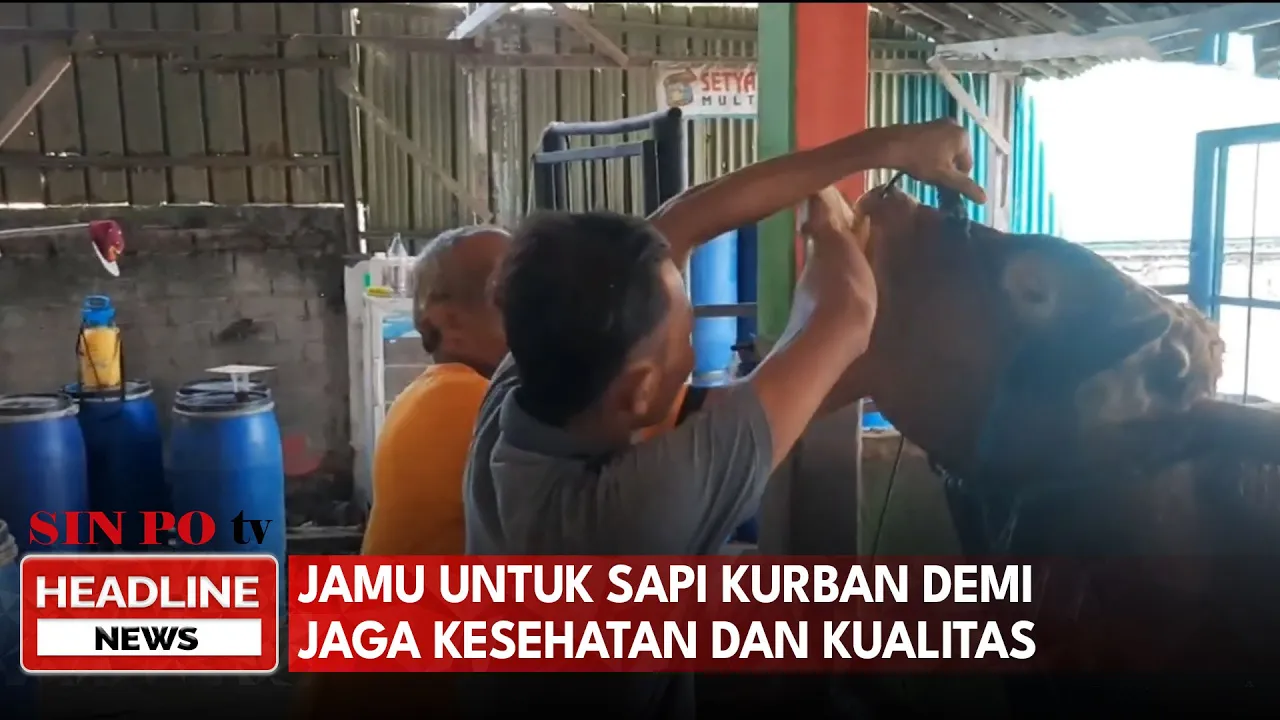 Jaga Kesehatan dan Kualitas, Peternak di Sukoharjo Beri Jamu untuk Sapi Kurban