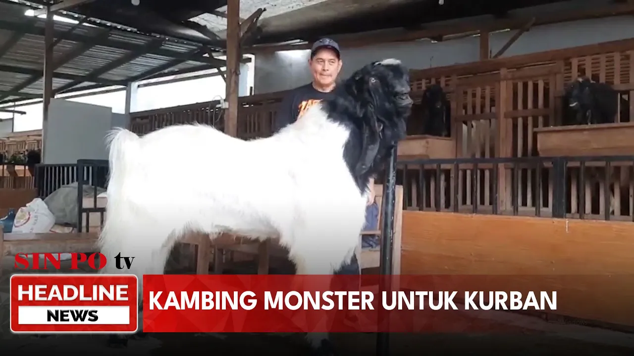 Kambing Monster untuk Kurban