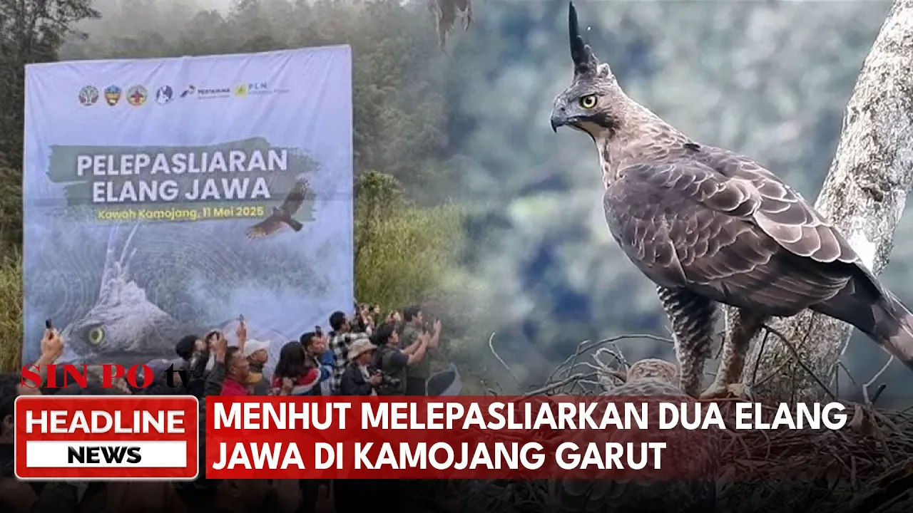 Menhut Melepasliarkan Dua Elang Jawa di Kamojang Garut