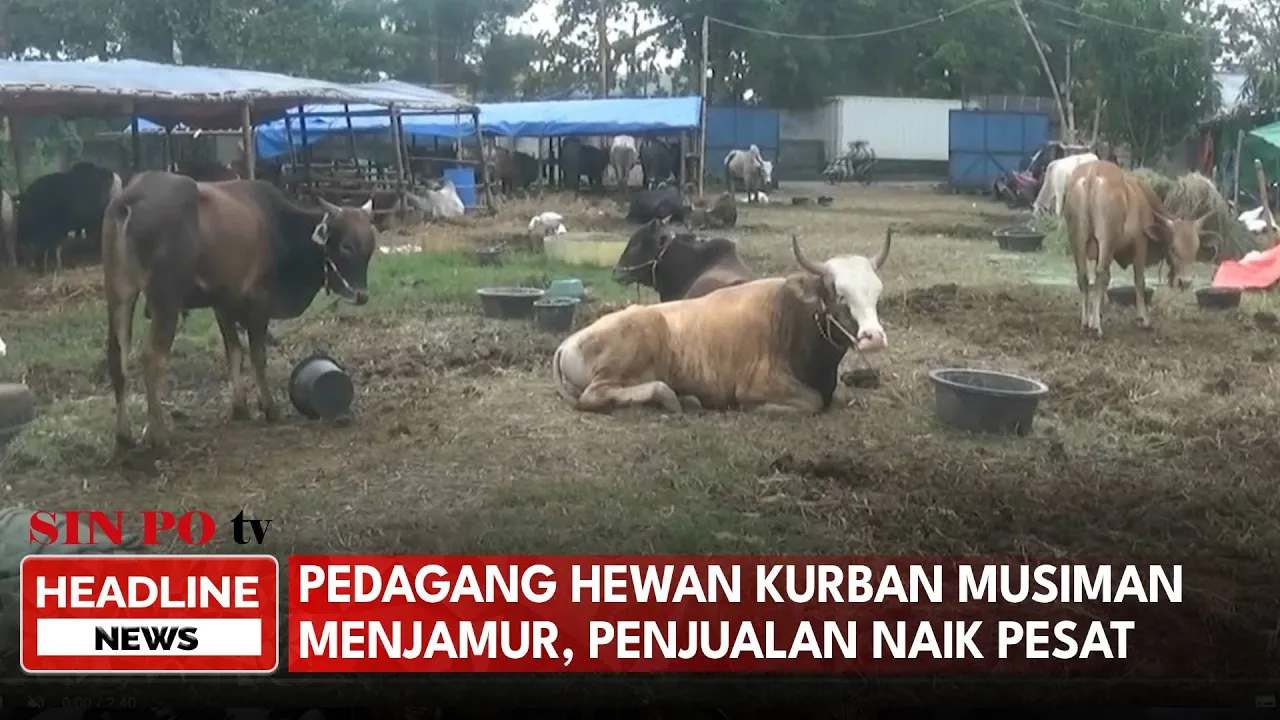 Pedagang Hewan Kurban Musiman Menjamur, Penjualan Naik Pesat