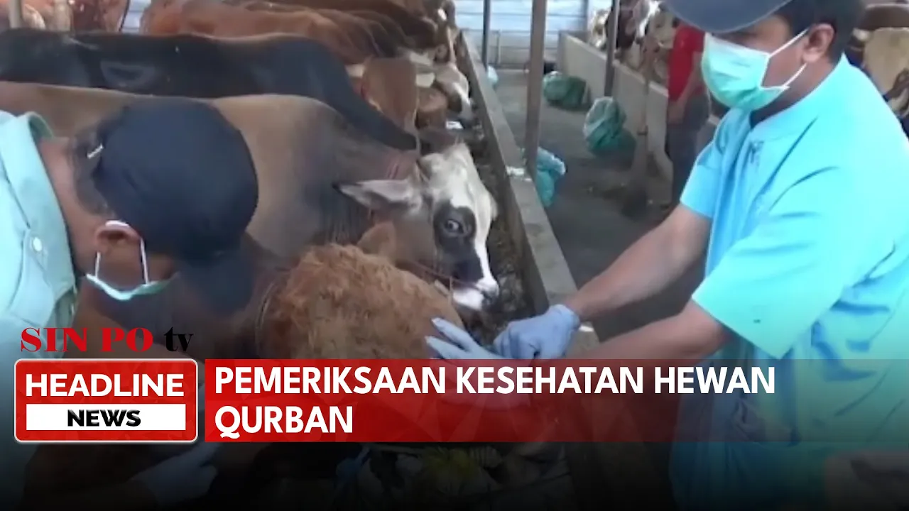 Pemeriksaan Kesehatan Hewan Qurban