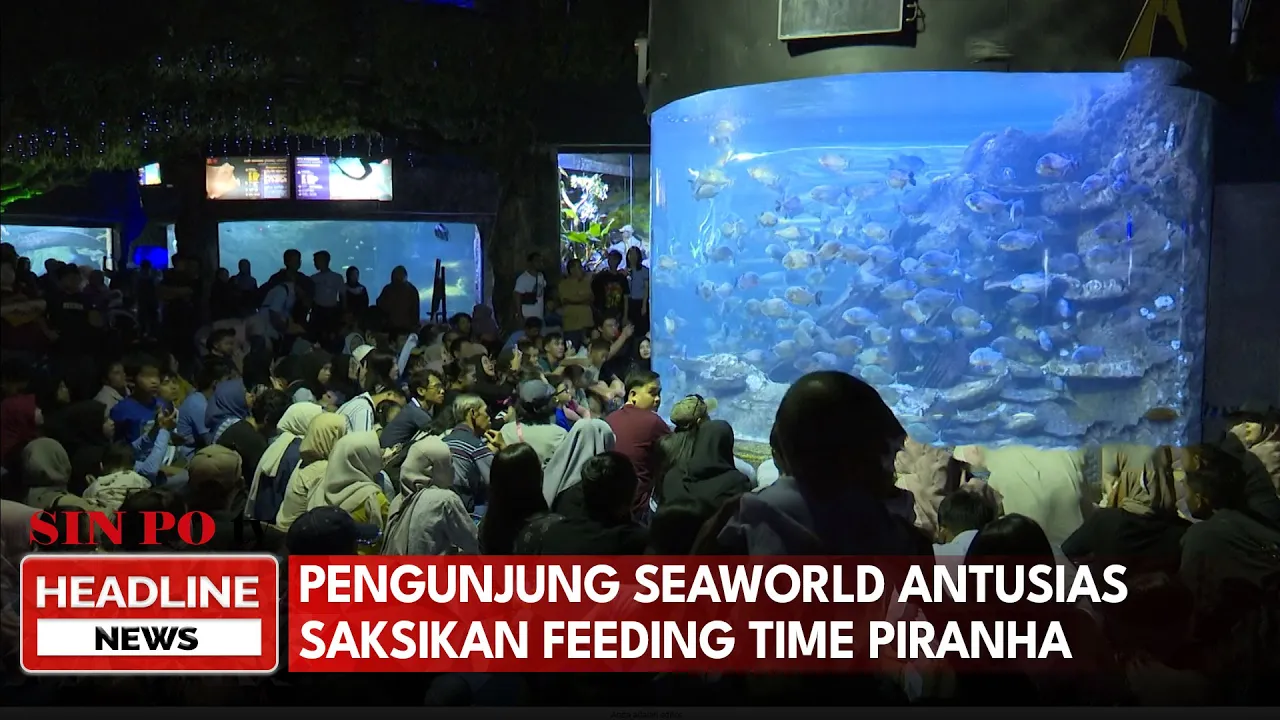 Pengunjung SeaWorld Antusias Saksikan Feeding Time Piranha