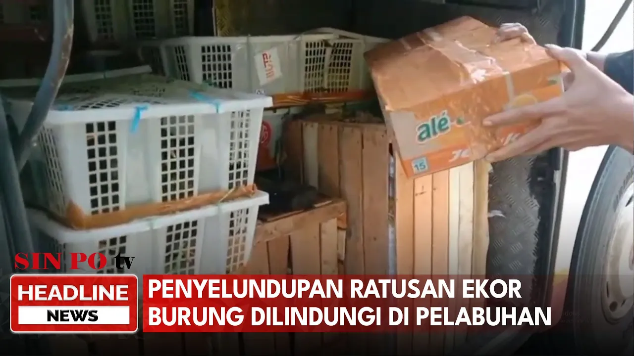 Penyelundupan Ratusan Ekor Burung Dilindungi di Pelabuhan Bakauheni