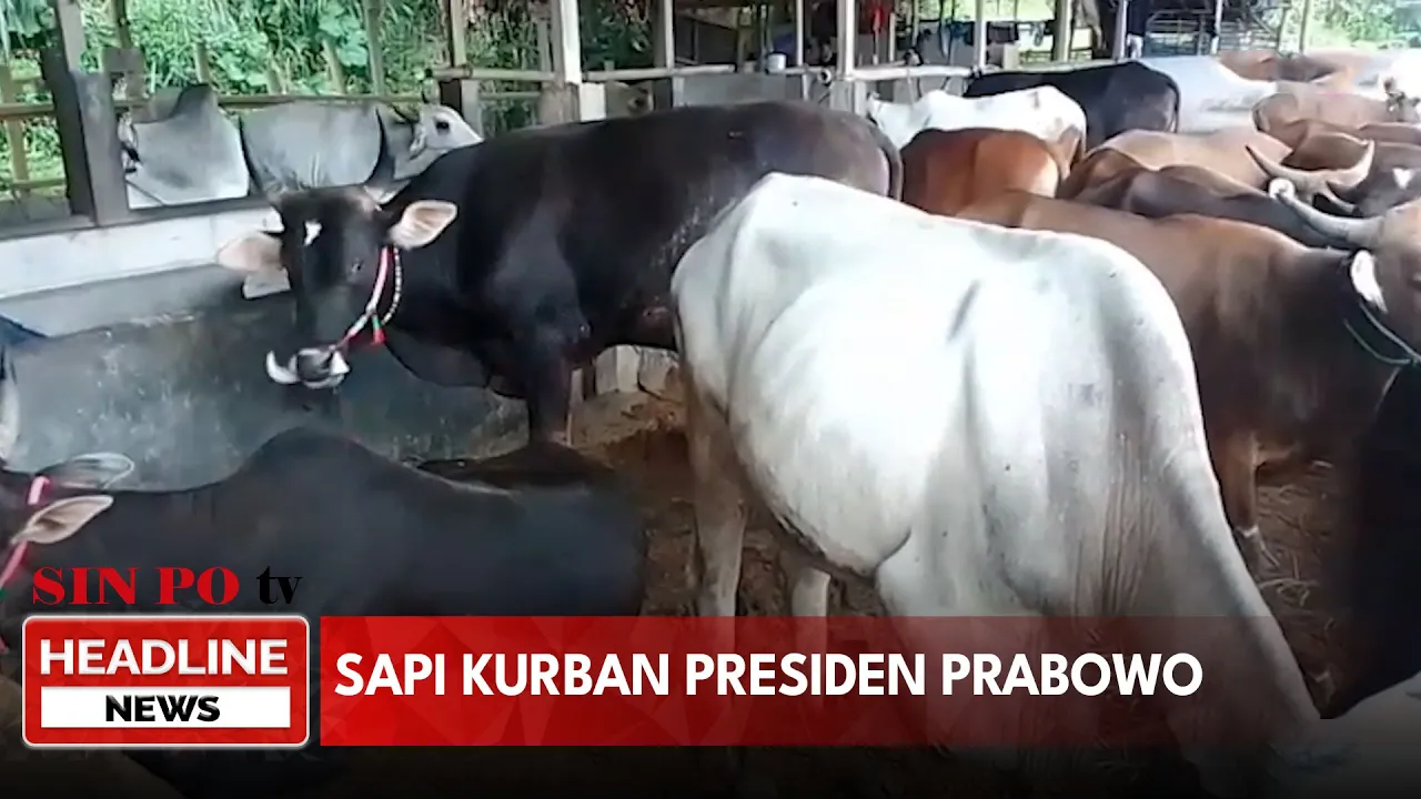 Sapi Kurban Presiden Prabowo Subianto
