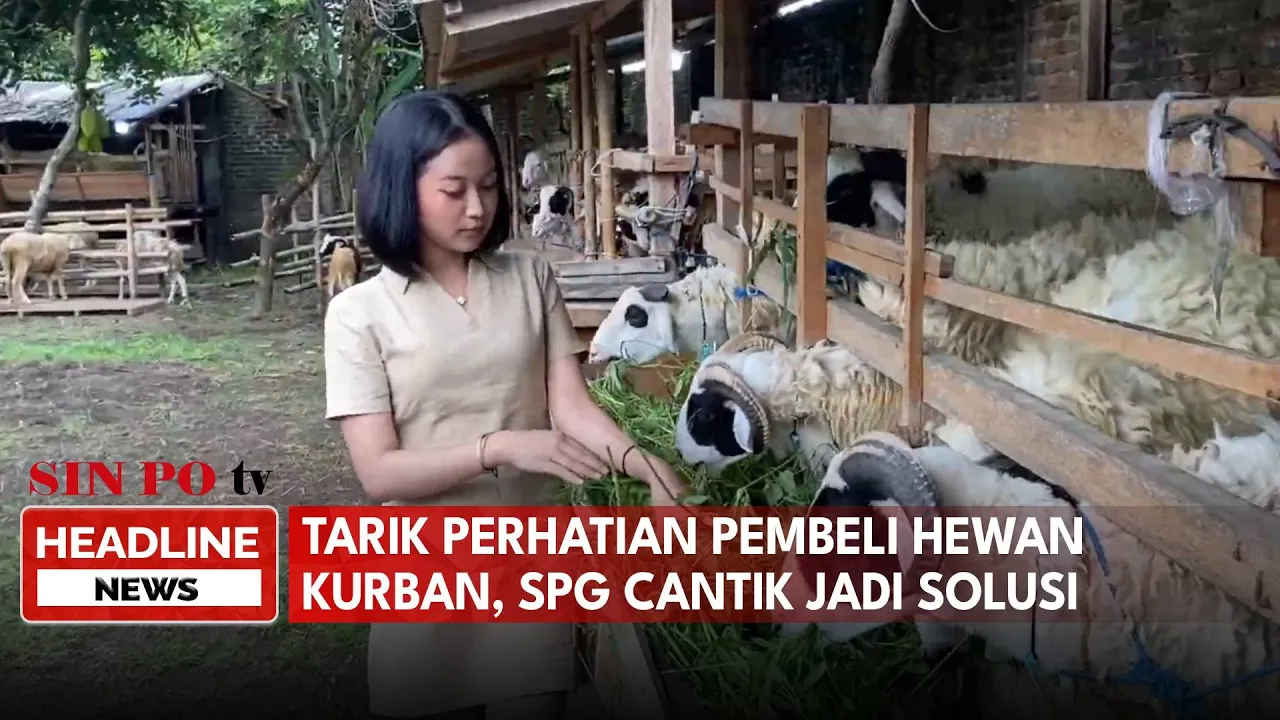SPG Cantik Jual Kambing Domba