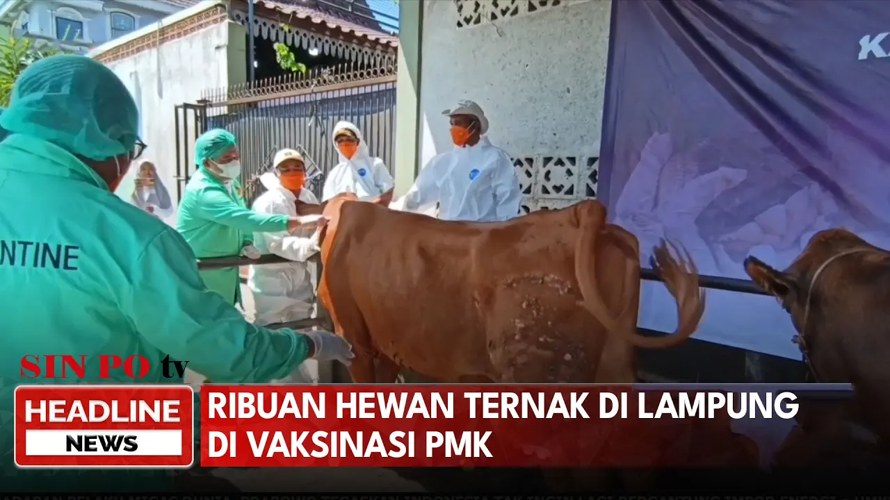 Vaksinasi Yang Dilakukan Secara Serentak Di 2 Kabupaten Untuk Mencegah Penularan Penyakit