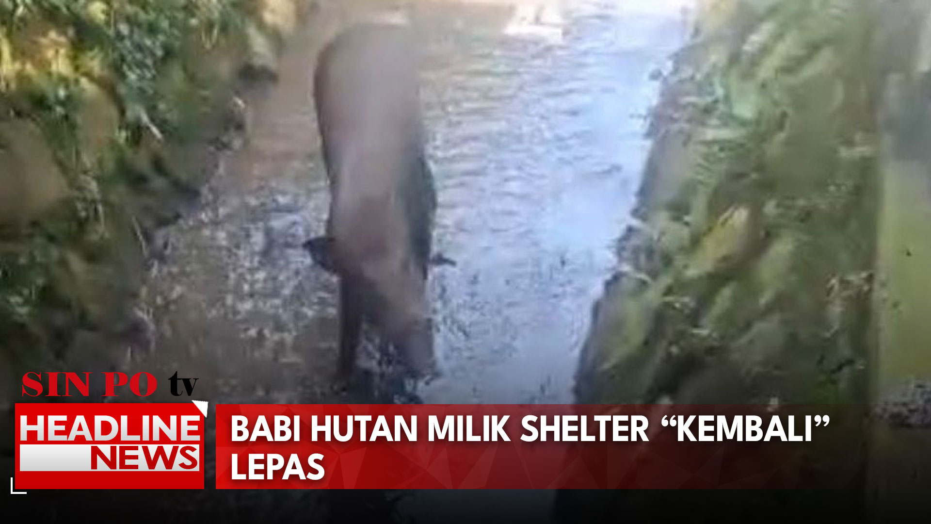Babi Hutan Kembali Lepas Masuk Permukiman, Warga Minta Shelter Ditutup