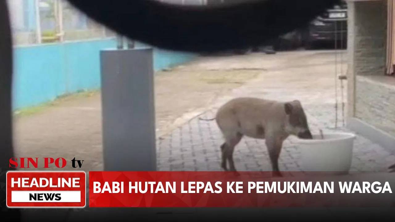 Babi Hutan Milik Shelter Hewan Lepas Ke Pemukiman Warga