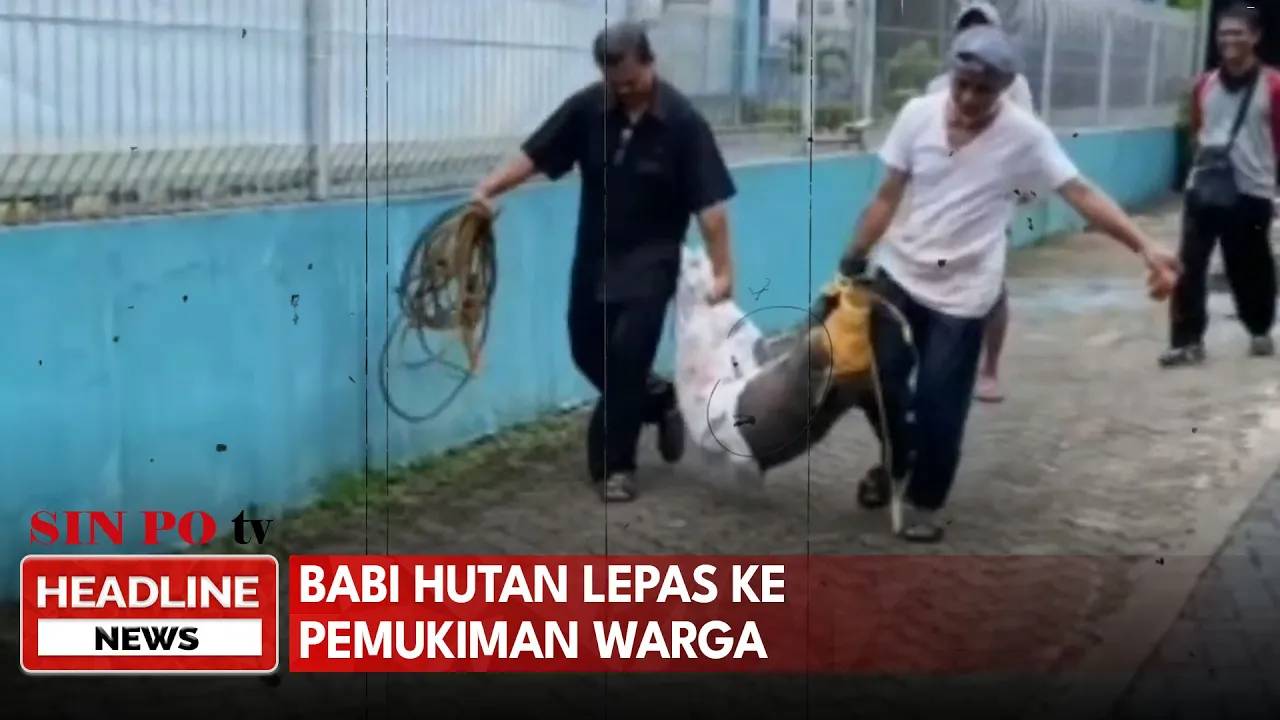 Babi Hutan Milik Shelter Hewan Lepas ke Permukiman Warga