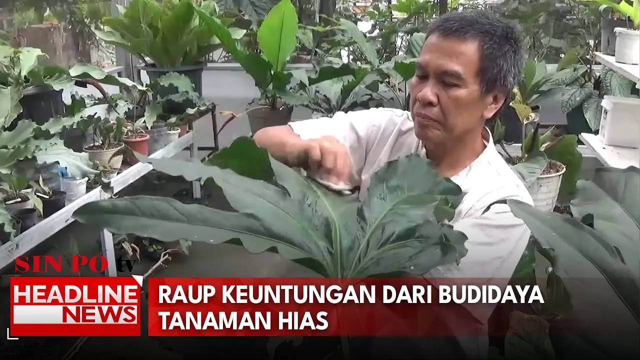 Berawal Dari Hobi, Petani Di Bali Raup Cuan Dari Hasil Budidaya Tanaman Hias Spesies Baru