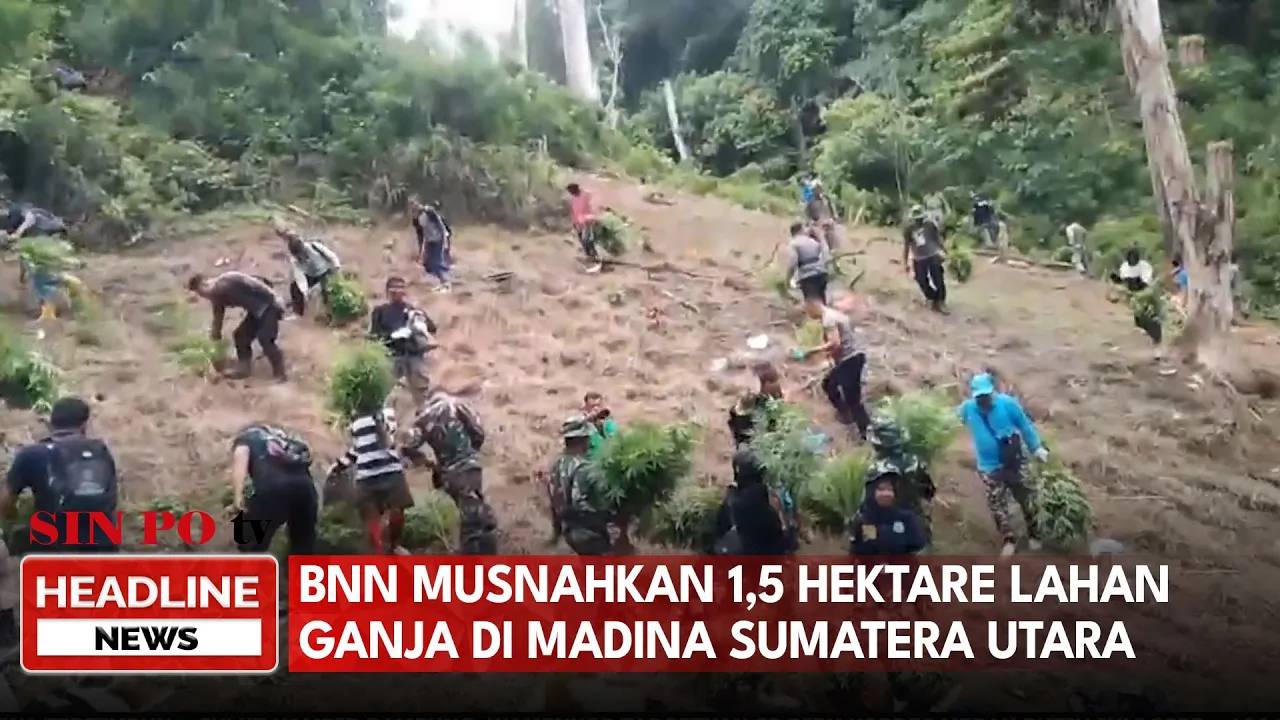 BNN Musnahkan 1,5 Hektare Lahan Ganja di Madina, Sumatera Utara