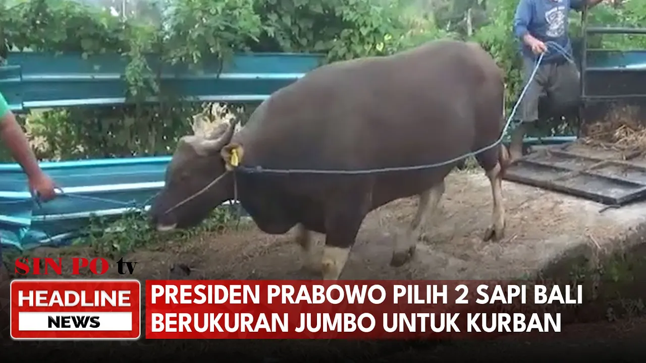 Dibeli Dari Peternak Lokal, Presiden Prabowo Pilih 2 Sapi Bali Berukuran Jumbo Untuk Kurban