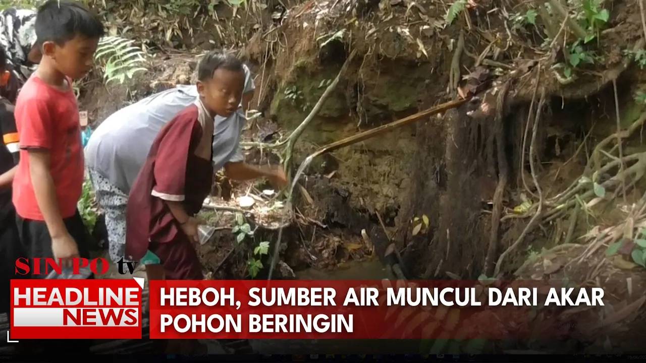 Heboh, Sumber Air Muncul dari Akar Pohon Beringin