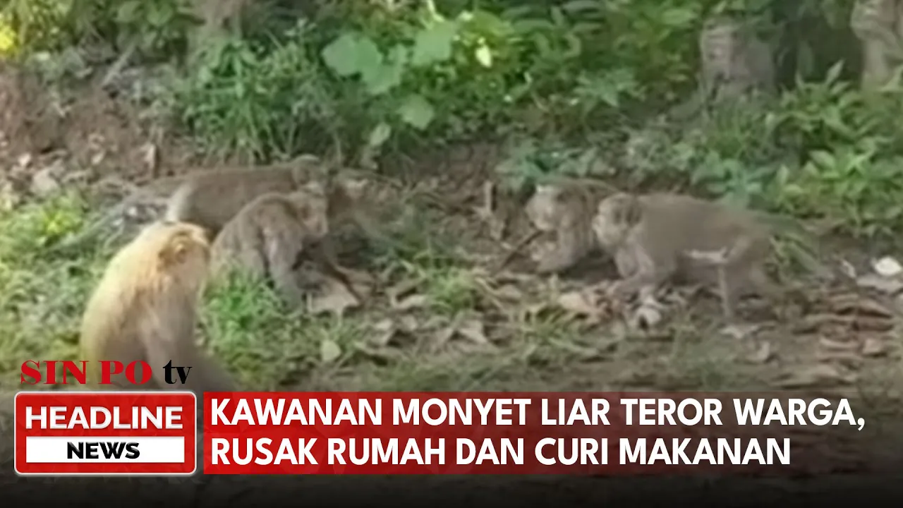 Kawanan Monyet Liar Teror Warga, Rusak Rumah dan Curi Makanan
