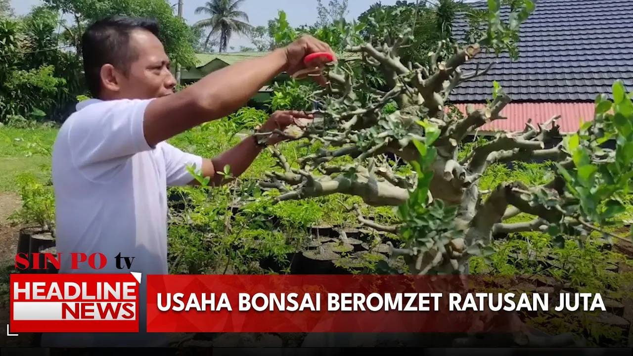 Kreatif dari Desa, Usaha Bonsai Pandeglang Omzet Ratusan Juta