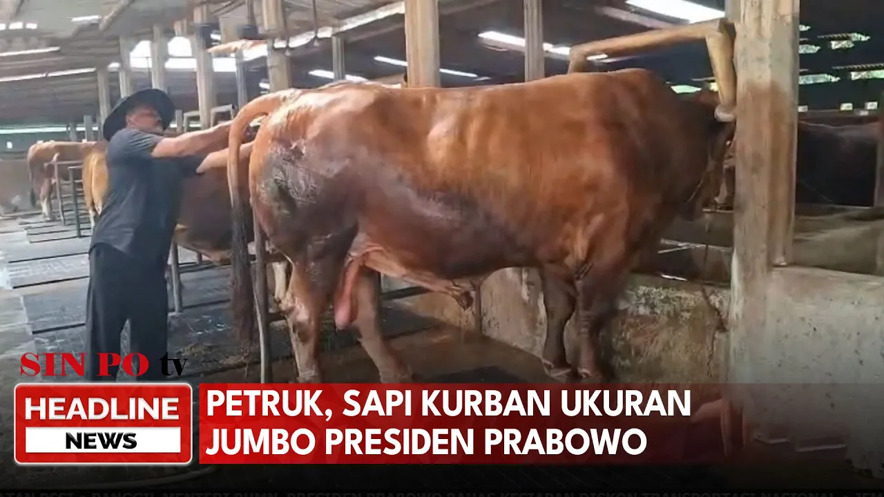 Petruk, Sapi Kurban Ukuran Jumbo Presiden Prabowo