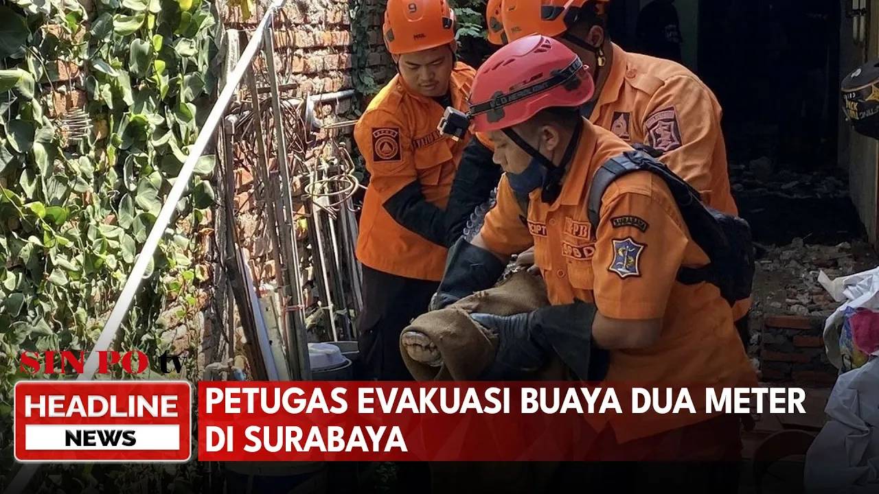 Petugas Evakuasi Buaya Dua Meter di Surabaya