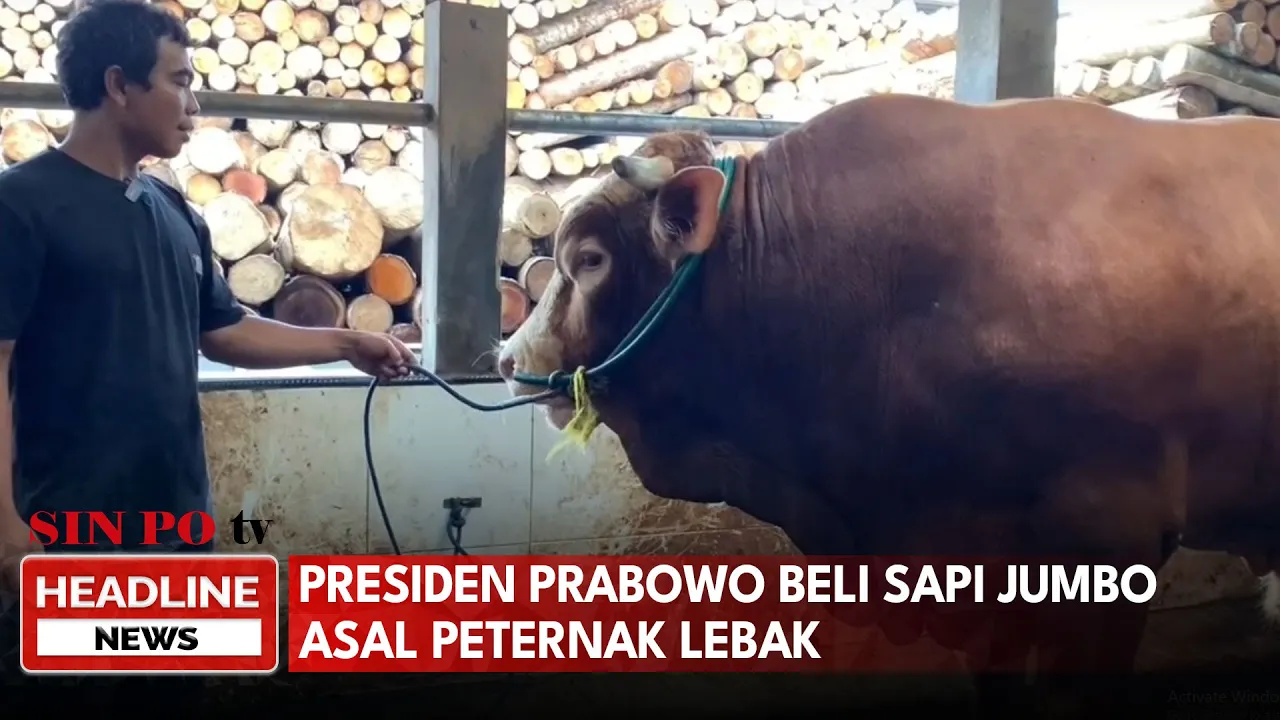 Presiden Prabowo Beli Sapi Jumbo Asal Peternak Lebak Untuk Kurban Idul Adha