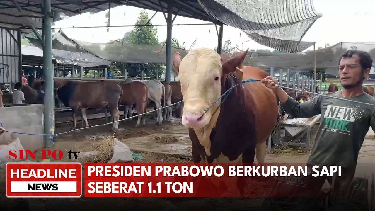 Presiden Prabowo Berkurban Sapi Seberat 1,1 Ton