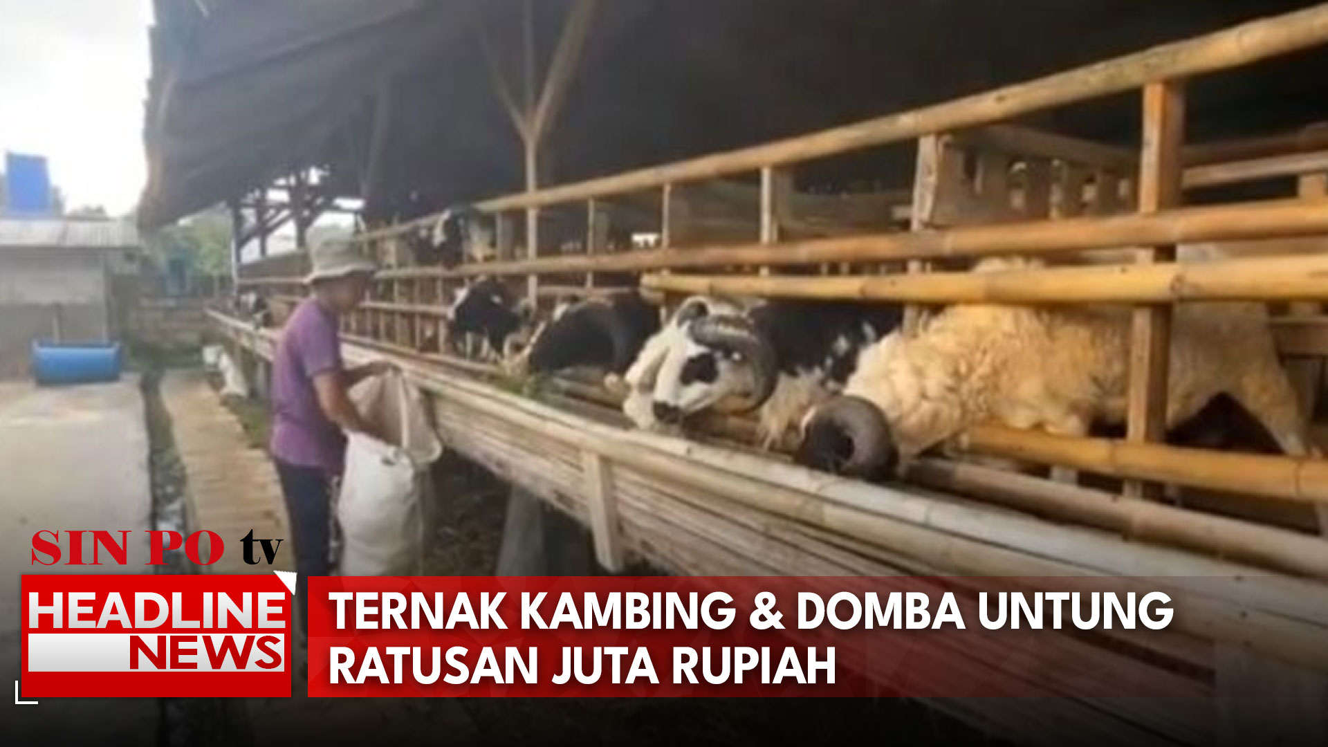 Pria Muda Lulusan S2 Ini Pilih Ternak Kambing, Omset Ratusan Juta