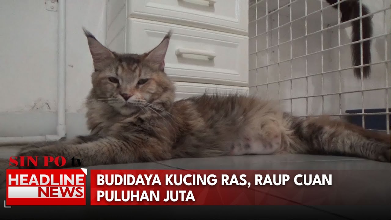Raup Cuan Puluhan Juta Per Bulan Dari Budidaya Kucing Langka Maine Coon Polidaktil