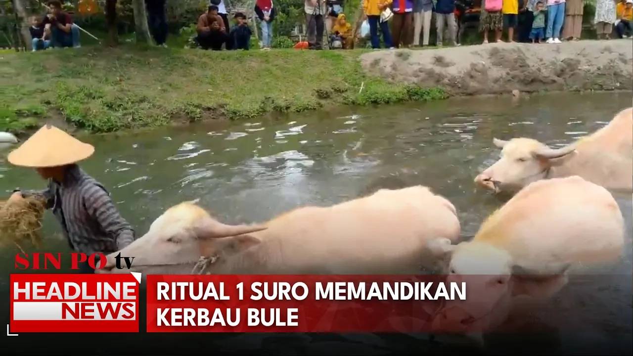 Ritual 1 Suro Memandikan Kerbau Bule