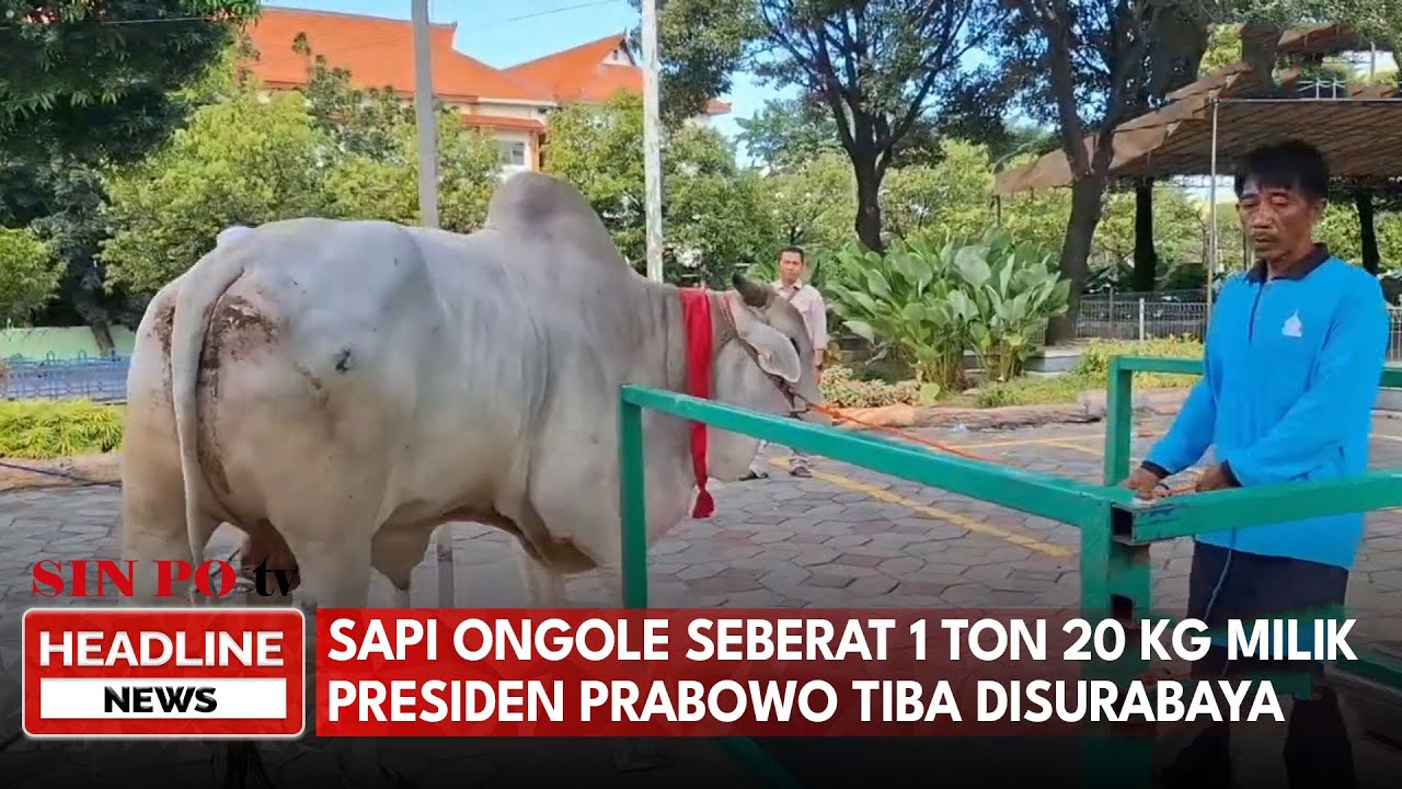 Sapi Kurban Bantuan Milik Presiden Prabowo