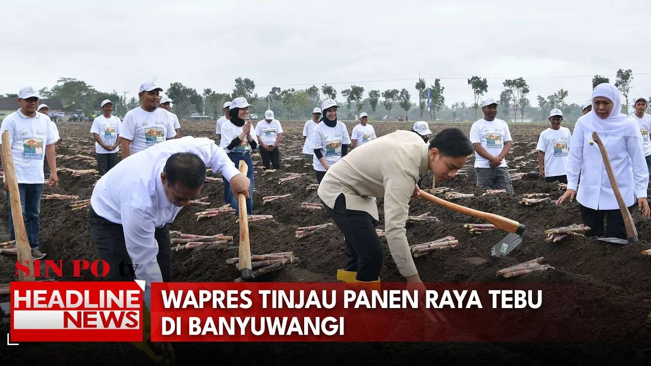 Wapres Tinjau Panen Raya Tebu di Banyuwangi