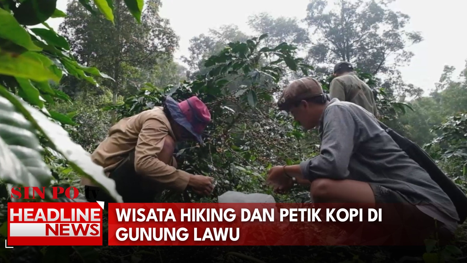 Wisata Hiking dan Petik Kopi di Lereng Gunung Lawu