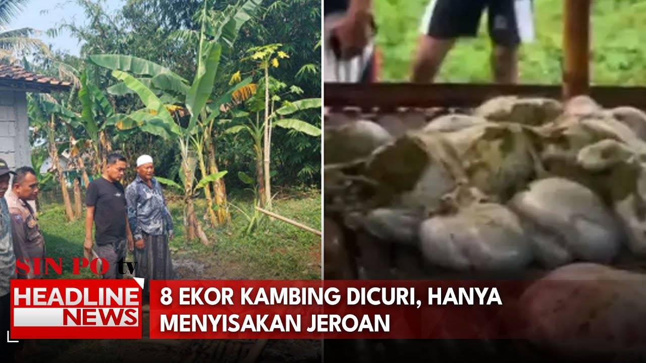 8 Ekor Kambing Dicuri, Hanya Menyisakan Jeroan