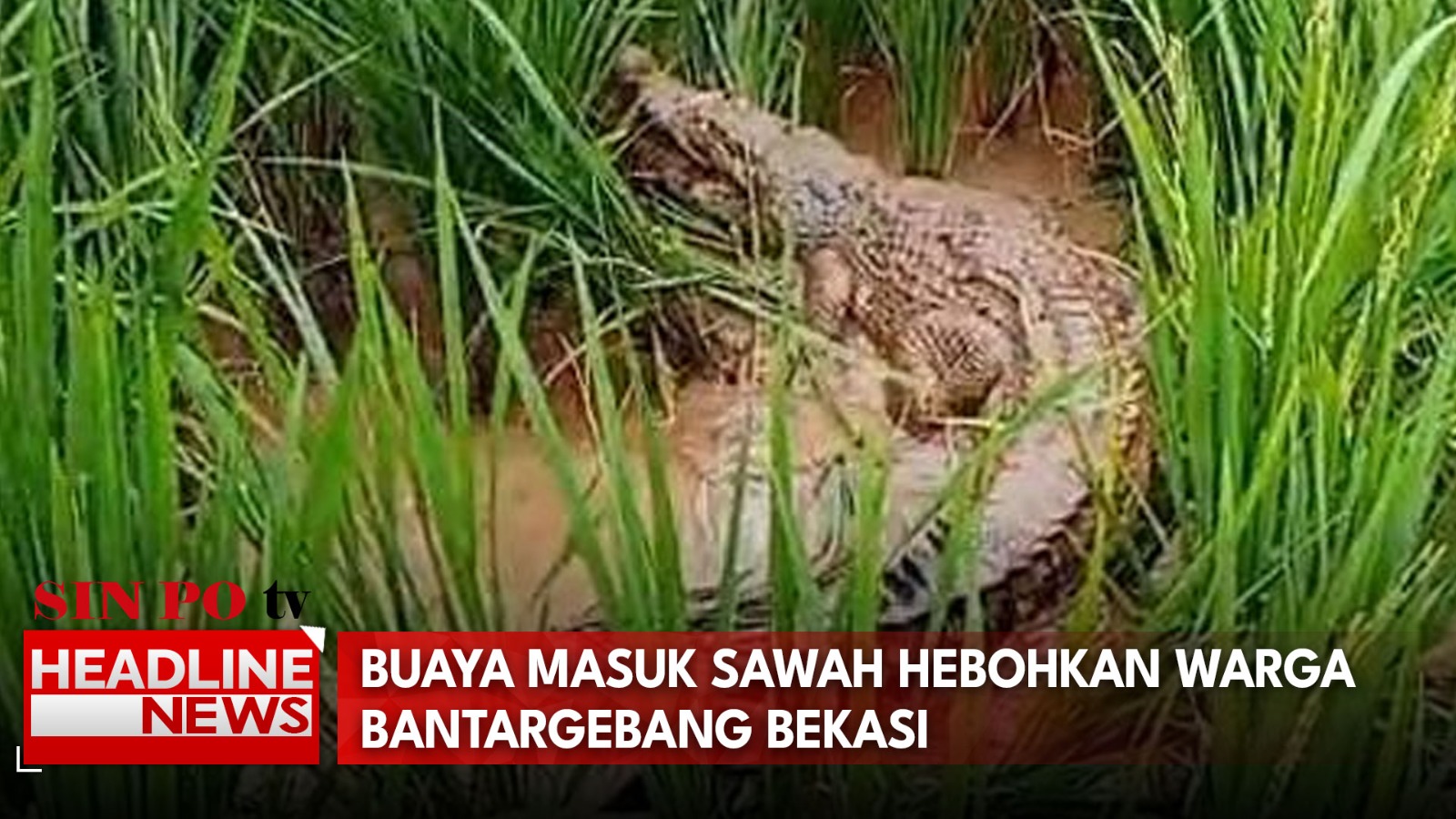 Buaya Masuk Sawah Hebohkan Warga