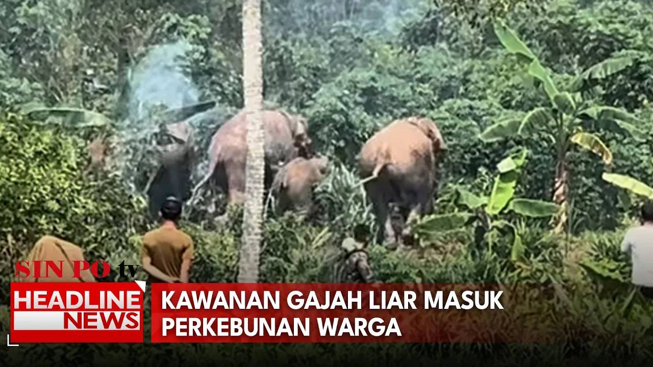 Kawanan Gajah Liar Masuk Perkebunan Warga