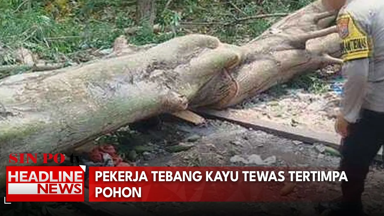 Pekerja Tebang Kayu Tewas Tertimpa Pohon