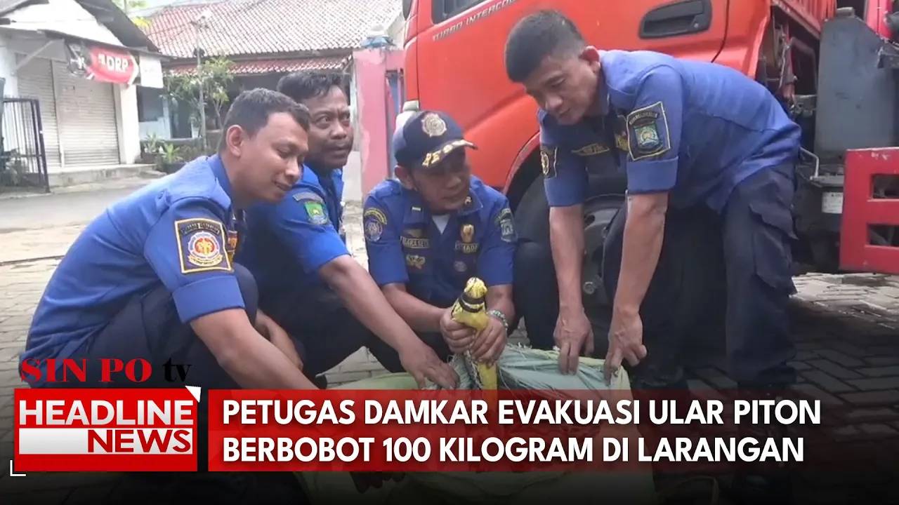 Petugas Damkar Evakuasi Ular Piton Berbobot 100 Kilogram di Larangan