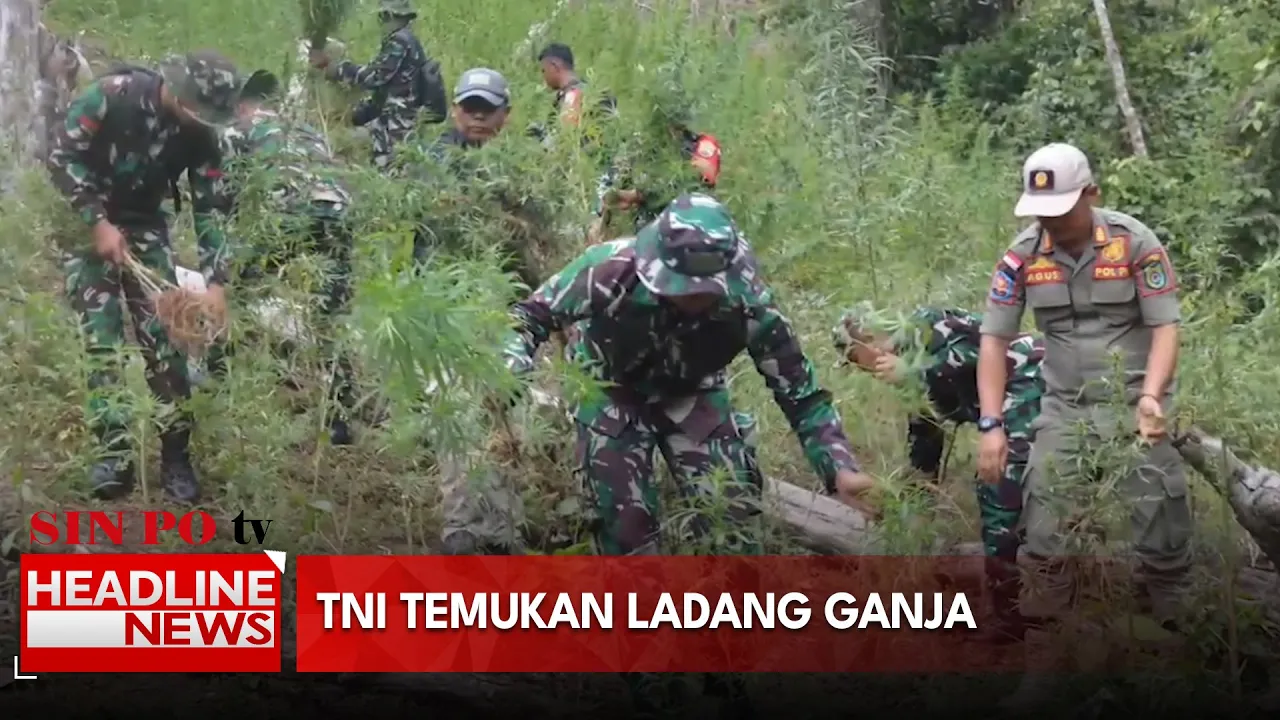 TNI Temukan Ladang Ganja