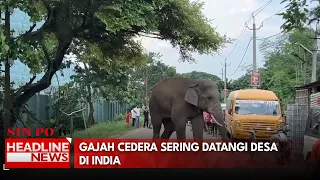Gajah Cedera Sering Datangi Desa di India