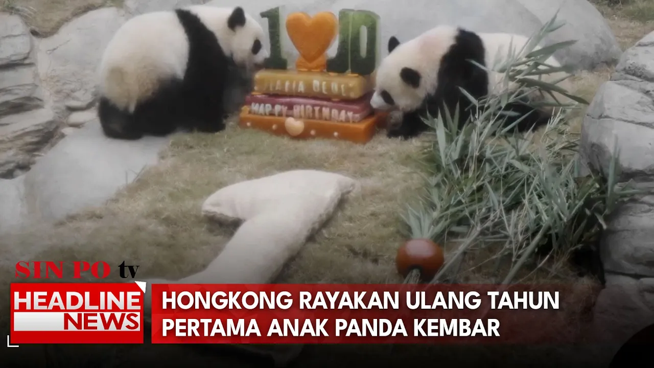 Hongkong Rayakan Ulang Tahun Pertama Anak Panda Kembar
