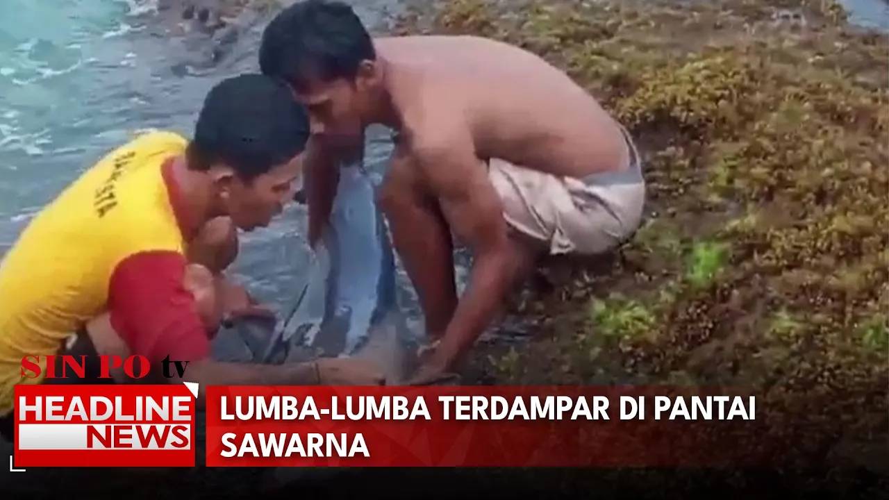 Lumba-Lumba Terdampar Di Pantai Sawarna