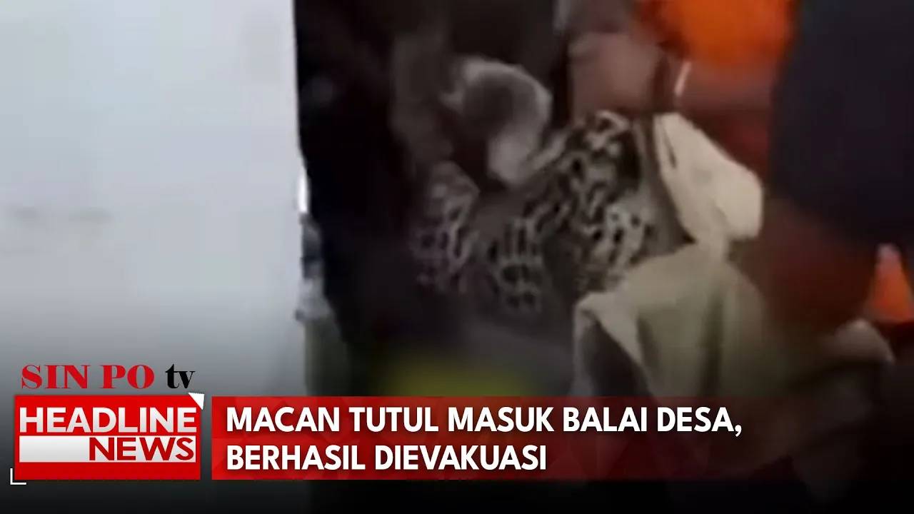 Macan Tutul Masuk Balai Desa, Berhasil Dievakuasi