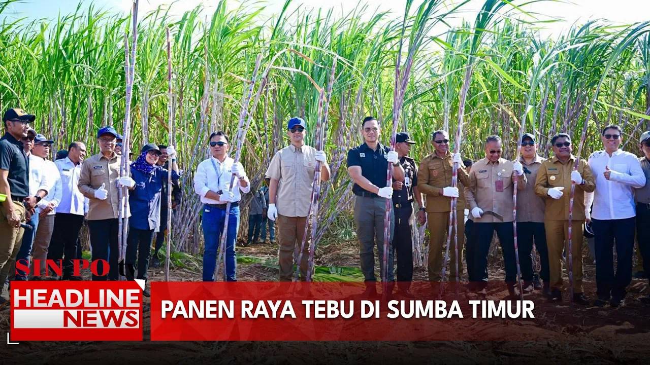 Panen Raya Tebu Di Sumba Timur