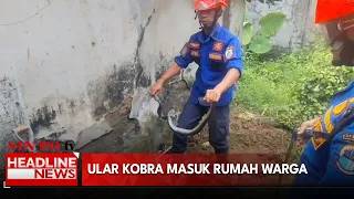 Petugas Damkar Tangkap Ular Kobra Jawa Yang Masuk Rumah Warga
