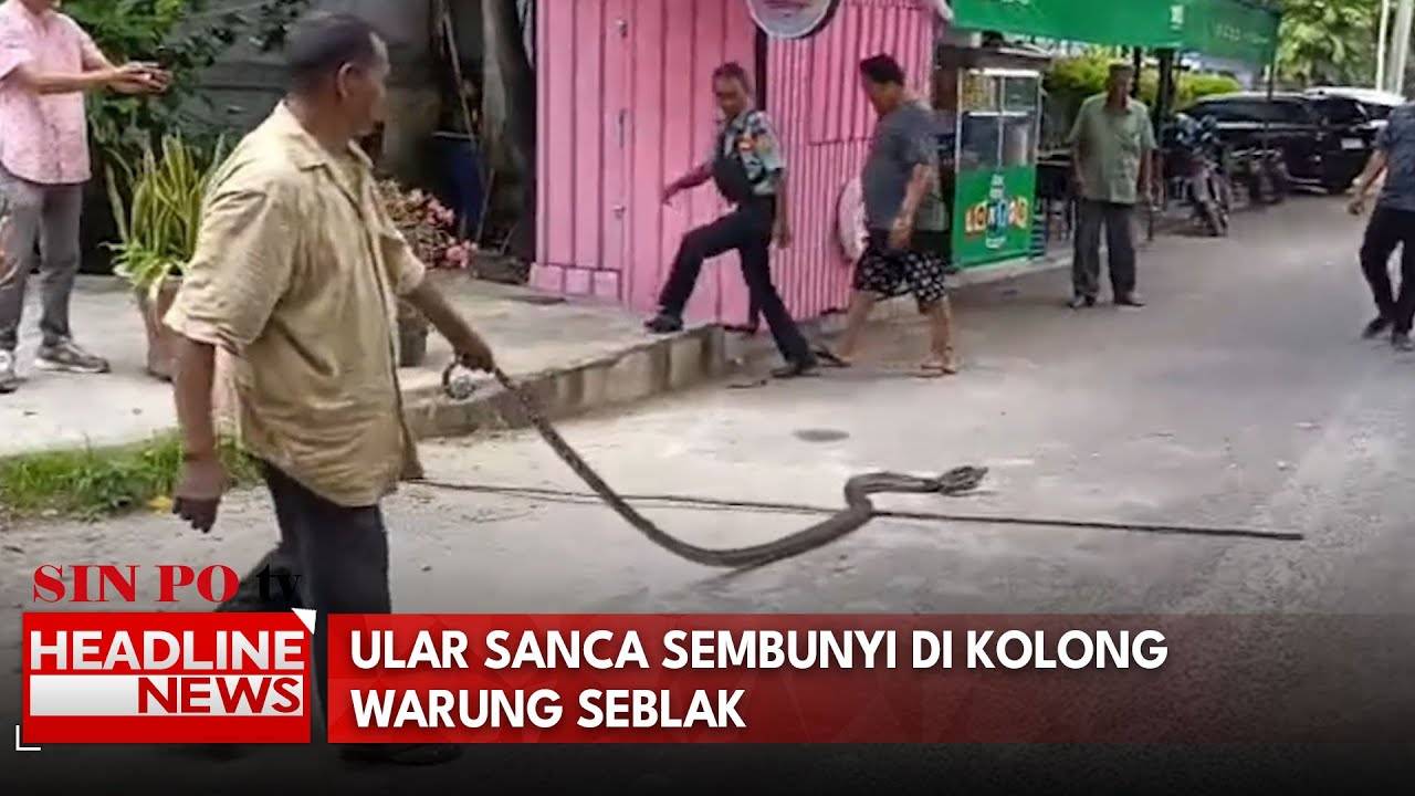 Ular Sanca Sembunyi Di Kolong Warung Seblak
