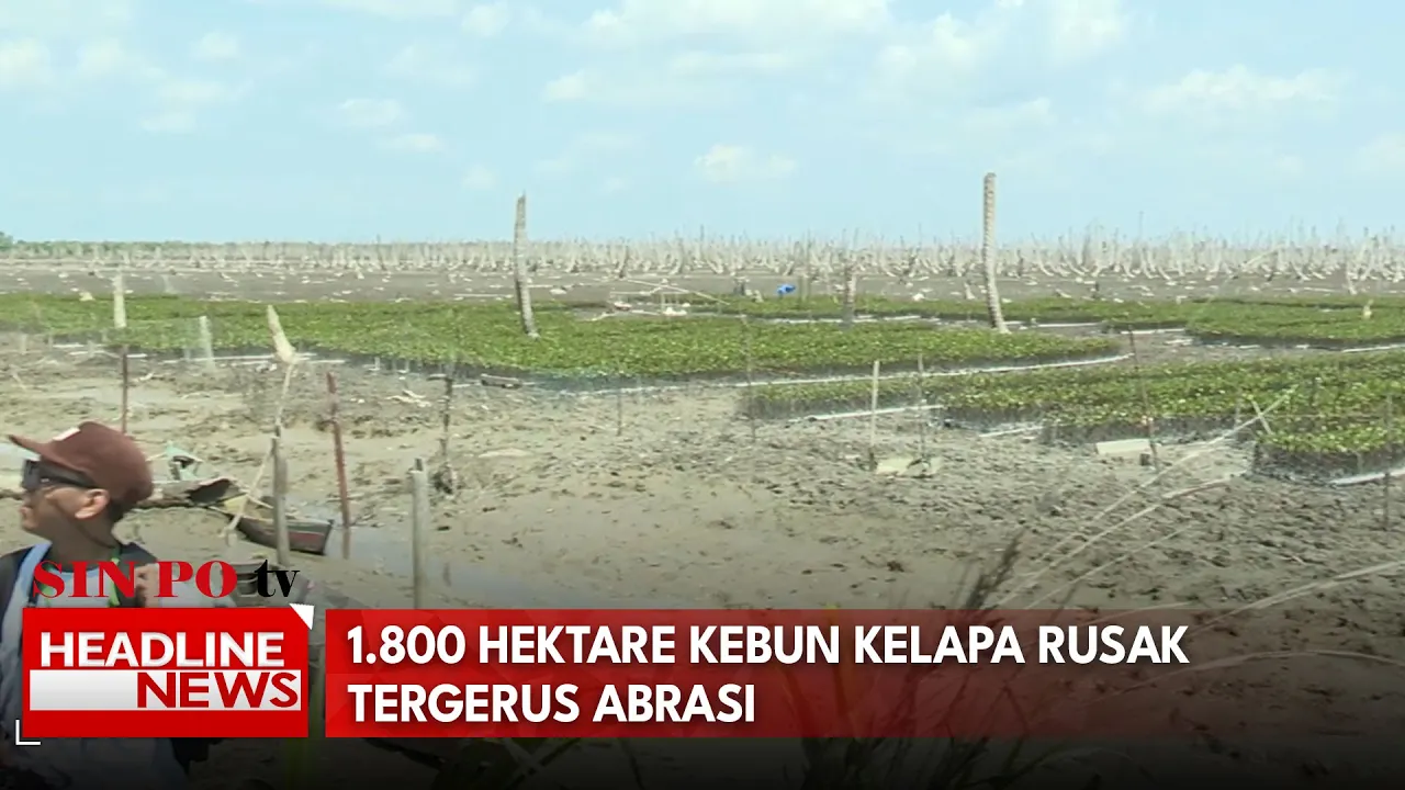 1.800 Hektare Kebun Kelapa Rusak Tergerus Abrasi