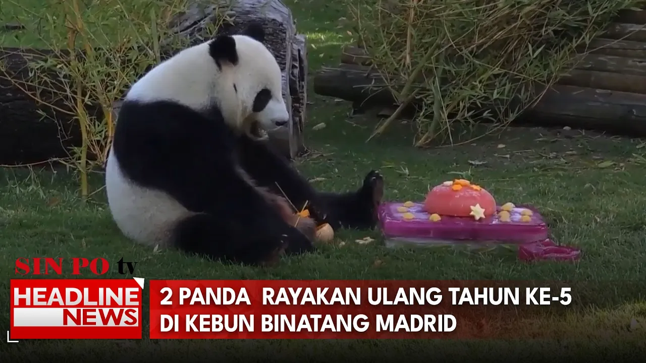 2 Panda Rayakan Ulang Tahun ke-5 di Kebun Binatang Madrid